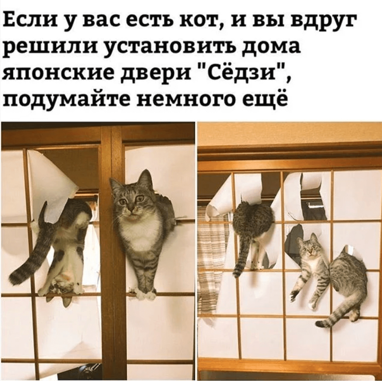 Тем кто решил установить. Коты и японские двери. Коты и двери Седзи. Кот и дверь Мем. У вас есть кот.