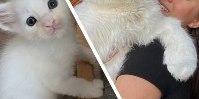 Девушка купила себе маленького кота, но спустя год он стал абсолютно другим