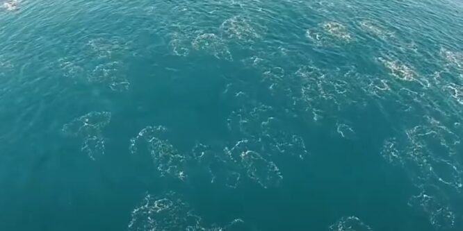 Дрон заснял в море необычные существа – Некоторые люди уверены в том, что там были русалки (видео)
